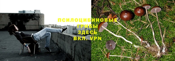 PSILOCYBIN Армянск